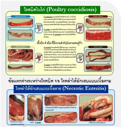 ความแตกต่างระหว่างโรคบิดและโรคลำไส้อักเสบแบบเนื้อตายในไก่